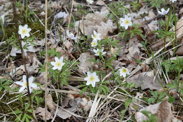 snowdrops in the forest