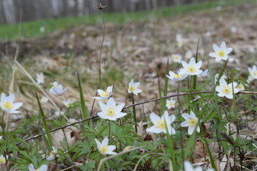 white spring flowers