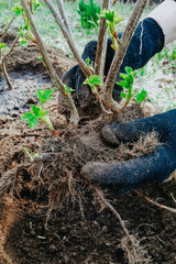 planting currant Bush, roots in the ground,gardening, hands in household gloves