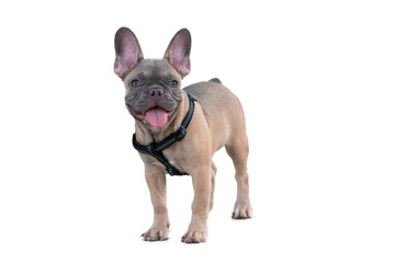A cute fawn colored French Bulldog. Adorable french bulldog puppy. Walking around the street. isolated on white background with clipping path. vintage style. In the middle of the image.