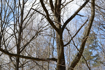 trees in the sky