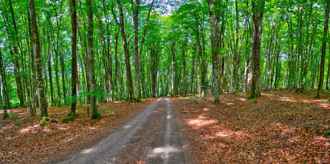 Obraz premium A panorama of a country road through forest landscape in Sweden