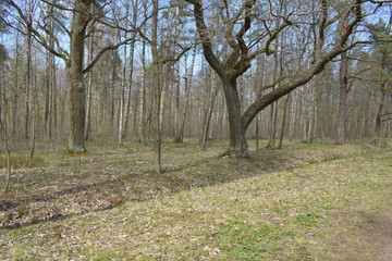 Obraz premium trees in the forest