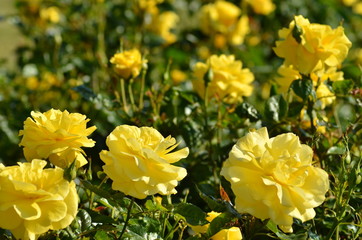 黄色いバラの花