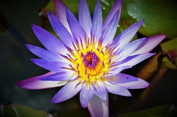 Violette Seerose auf dem Wasser © Beroner