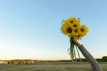 Hand of young woman holding group of sunflowers against the field and blue sky