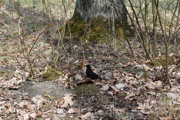 black winged blackbird