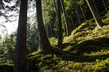 Trees in the forrest during sunrise in Tyrol, Austria