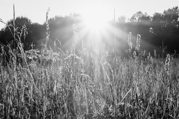 Silhouettes of grass in the rays of the sun close-up in black and white. Scenery landscape of bright sunrays over green field. Summer nature. Natural sunlight.