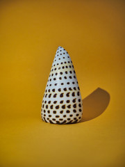 Sea shell on yellow background