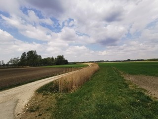 Blumen; Feld; Raps; HImmel; Landschaft; Landwirtschaft; 