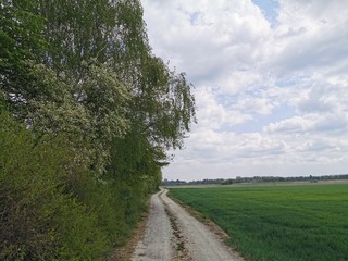 Fototapeta na wymiar Blumen; Feld; Raps; HImmel; Landschaft; Landwirtschaft; 