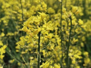Blumen; Feld; Raps; HImmel; Landschaft; Landwirtschaft; 