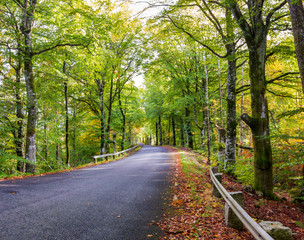 A panorama of a country road through forest landscape in Sweden