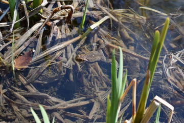 frog in the grass