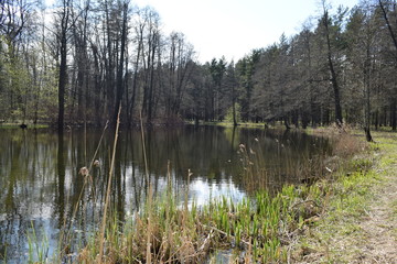 lake in the forest