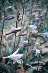 blue background with bells closeup in retro style