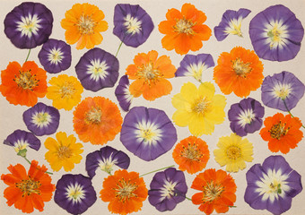 Page from an old photo album. Scrapbooking element decorated with leaves, flowers and petals...