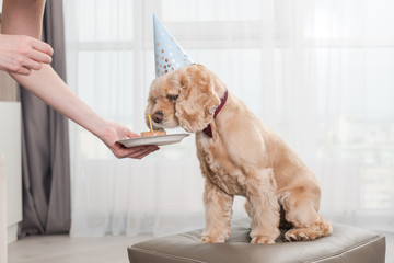 Cocker spaniel smell birthday food with candle