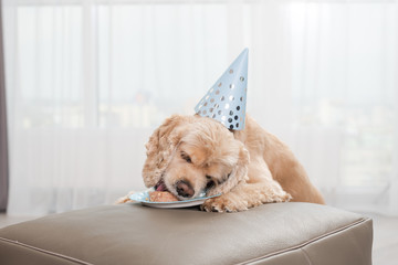 Cocker spaniel enjoy home birthday dog food