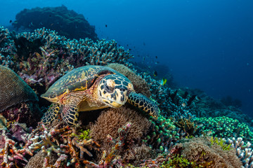 hawksbill sea turtle on a reef