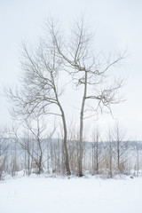 Fototapeta na wymiar trees in snow 