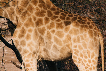 The reticulated mosaic fur pattern on the skin of a Giraffe flank.
