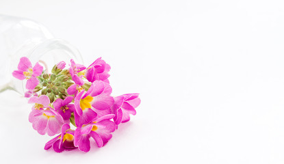 Pink primroses in a transparent glass vase lie on a white background.Spring concept,festive background.Selective focus,copy space