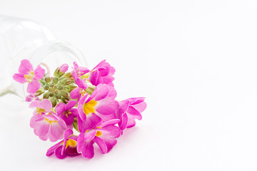 Pink primroses in a transparent glass vase lie on a white background.Spring concept,festive background.Selective focus,copy space