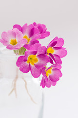 Pink primroses in a transparent glass vase on a white background.Spring concept,festive background.Selective focus,copy space