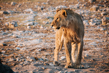 Young male lion walks on rocky ground at sunrise in Etosha national park, Namibia