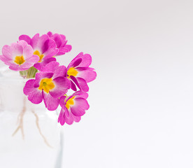  Pink primroses in a transparent glass vase on a white background.Spring concept,festive background.Selective focus