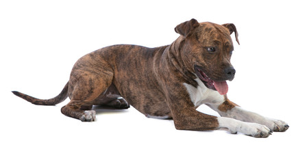 American staffordshire terrier