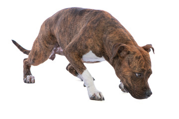 American staffordshire terrier