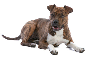 American staffordshire terrier