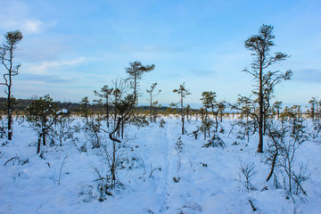 Store Mosse National Park in the winter