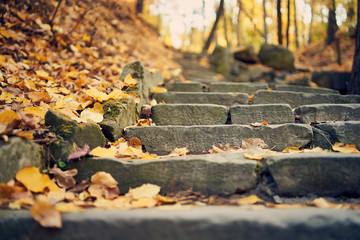 Steps in the autumn park