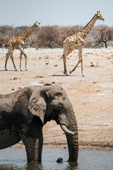 One large elephant taking a bath in one of the waterholes and two giraffes in the background....