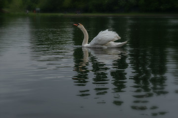 swan birds lake nature swim 