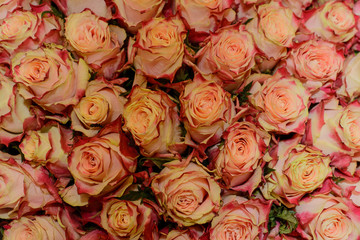 A lot of orange and pink rosebuds without leaves, texture