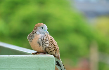 Closeup an Adorable Wild Zebra Dove with Blurry Green Foliage in the Backdrop