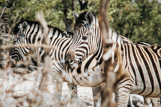 Zebra photographed through some branches, shallow depth of field. Etosha national park, Namibia.