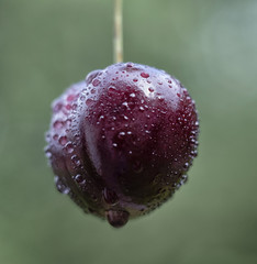 fruit cherry drops water season 