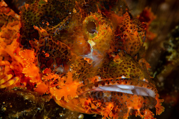 tasseled scorpionfish on coral