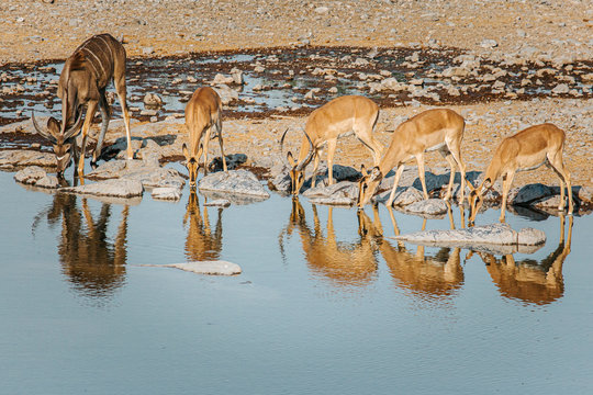 four springbok and one kudu lined up drinking from Halali waterhole. Etosha national park, Namibia.