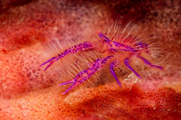 Obraz na płótnie Canvas hairy squat lobster in a sponge