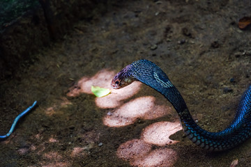 Portrait of the King Cobra. A dangerous animal in forests Asian. Royalty high-quality free stock image of the snake. Wildlife photography. 