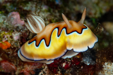 co's chromodoris sea slug nudibramch