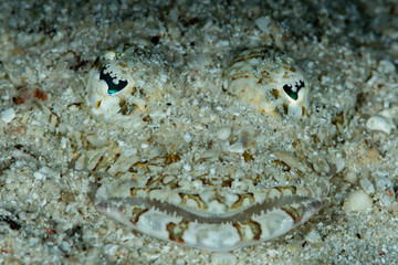 longsnout flathead fish covered with sand