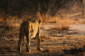 Lioness walking off into the sunset in the bushlands of Etosha National Park, Namibia.